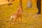 A brown male dog mixed breed pitbull with drooping ears stands on grass in the city park, looking in the side of the owner back