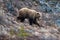 Brown Male Grizzly Bear [ursus arctos horribilis] in the mountain above the Savage River in Denali National Park in Alaska USA