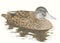 Brown mallard duck