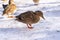 Brown mallard duck in the snow