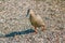 Brown mallard duck walking on sea shore