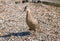 Brown mallard duck walking on sea shore