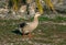 Brown mallard duck walking on sea shore