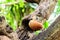 Brown mallard perching on wood