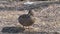 Brown mallard wild duck is brushing its plumage on the shore. Female bird in wild natural environment