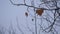 Brown maple leaves hanging on the branches covered with snow