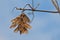 Brown maple samara`s in winter on a blue sky