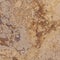 Brown marble texture