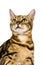 Brown Marbled Tabby Bengal Domestic Cat, Portrait of Adult against White Background