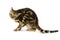 Brown Marbled Tabby Bengal Domestic Cat scratching its head