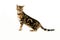 Brown Marbled Tabby Bengal Domestic Cat sitting against White Background