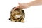 BROWN MARBLED TABBY BENGAL DOMESTIC CATN SCARED