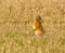 Brown march hare in a field