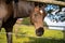 Brown mare closes her eyes because she is attacked by many flies in the face