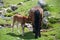 A brown mare feeding a foal