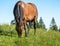 Brown mare or a female horse on a meadow grazing