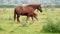 Brown mare and foal