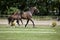 Brown mare with foal at foot