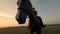 Brown mare is getting ridden by a female equestrian across an open field