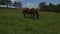 Brown Mare Grazing on a Spring Field