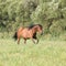 Brown mare with long mane running