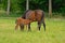 Brown mare suckling her foal - Cabalus