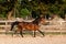 Brown mare walking free