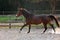 Brown mare walking free