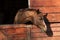 Brown mare in a wooden stable