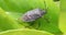Brown Marmorated Stink Bug Halyomorpha Halys