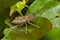 Brown marmorated stink bug (Halyomorpha halys)