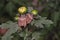 Brown marmorated stink bug Halyomorpha halys on green leaves