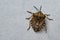 Brown marmorated stink bug Halyomorpha halys. On plain background with copyspace,on gray background close up.Insects are small