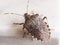 brown marmorated stink bug insect animal