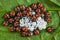 Brown marmorated stink bug newly hatched eggs on a leaf - Halyomorpha halys