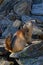 A brown marmot climbs on rocky slopes