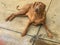 Brown mastiff dog laying down on cement next to a drain