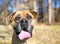 A brown Mastiff dog outdoors with a wrinkled face and a large tongue