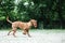 Brown mastiff puppy on a leash running with a toy