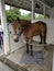 A brown mature pony