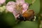 Brown maybug on a blackberry flower