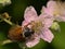 Brown maybug on a blackberry flower