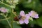 Brown maybug on a blackberry flower