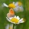 Brown meadow butterfly on a daisy flower