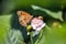 Brown meadow butterfly Maniola jurtina feeding nectar