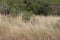 Brown meadows and tropical forests in Thailand.