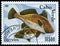 Brown Meagre (Corvina nigra), Fishes serie, circa 1980