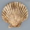 Brown mediterranean shell almeja molusco