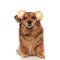 Brown metis dog looking funny with colored ears headband