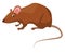 Brown mice, icon